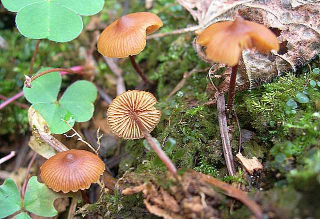 Funghi  e  Habitat